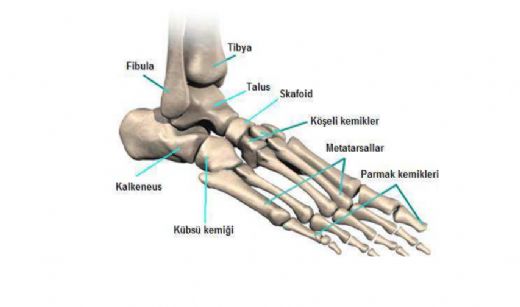 Ayak Tarak Kemiği Çatlağı Belirtileri ve Tedavisi